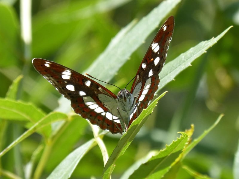 Nymph Streams